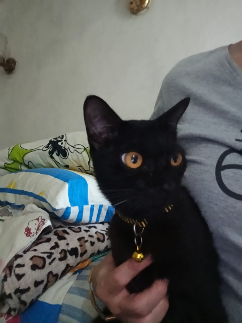 Real photo of Batman the cat