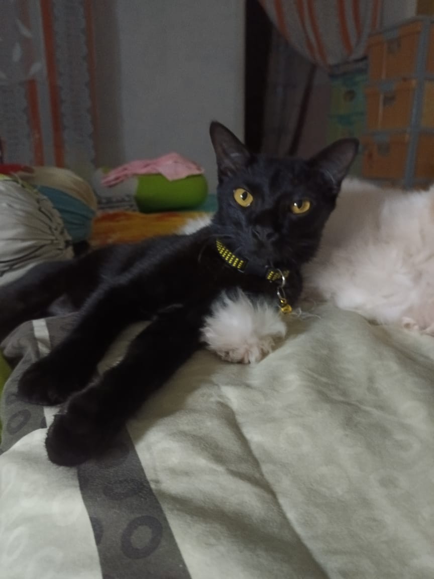 Real photo of Batman the cat