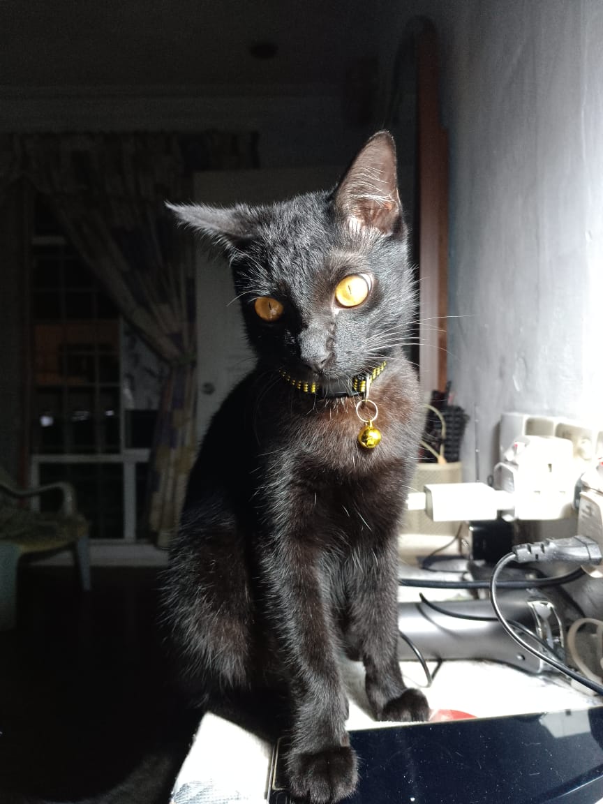 Real photo of Batman the cat