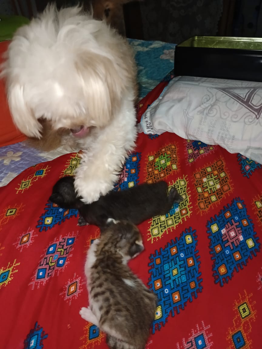 Real photo of Batman the cat