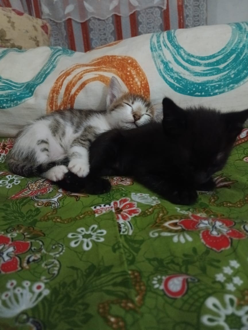 Real photo of Batman the cat